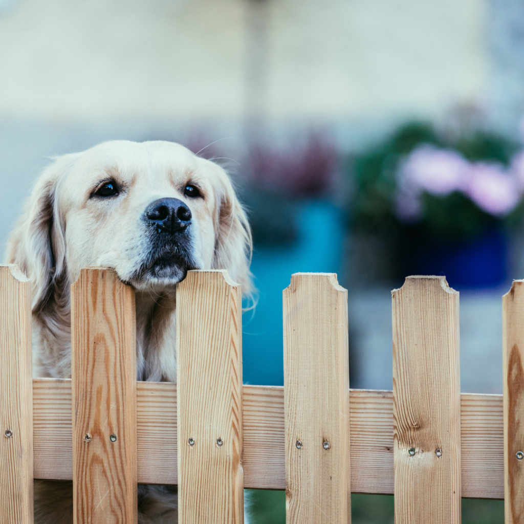 Dog in dog park